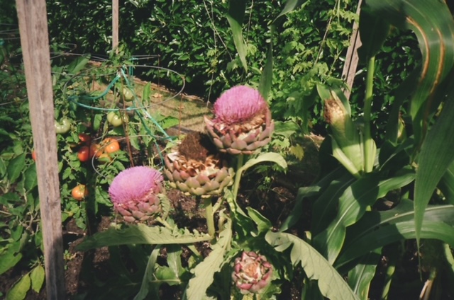 artichoke