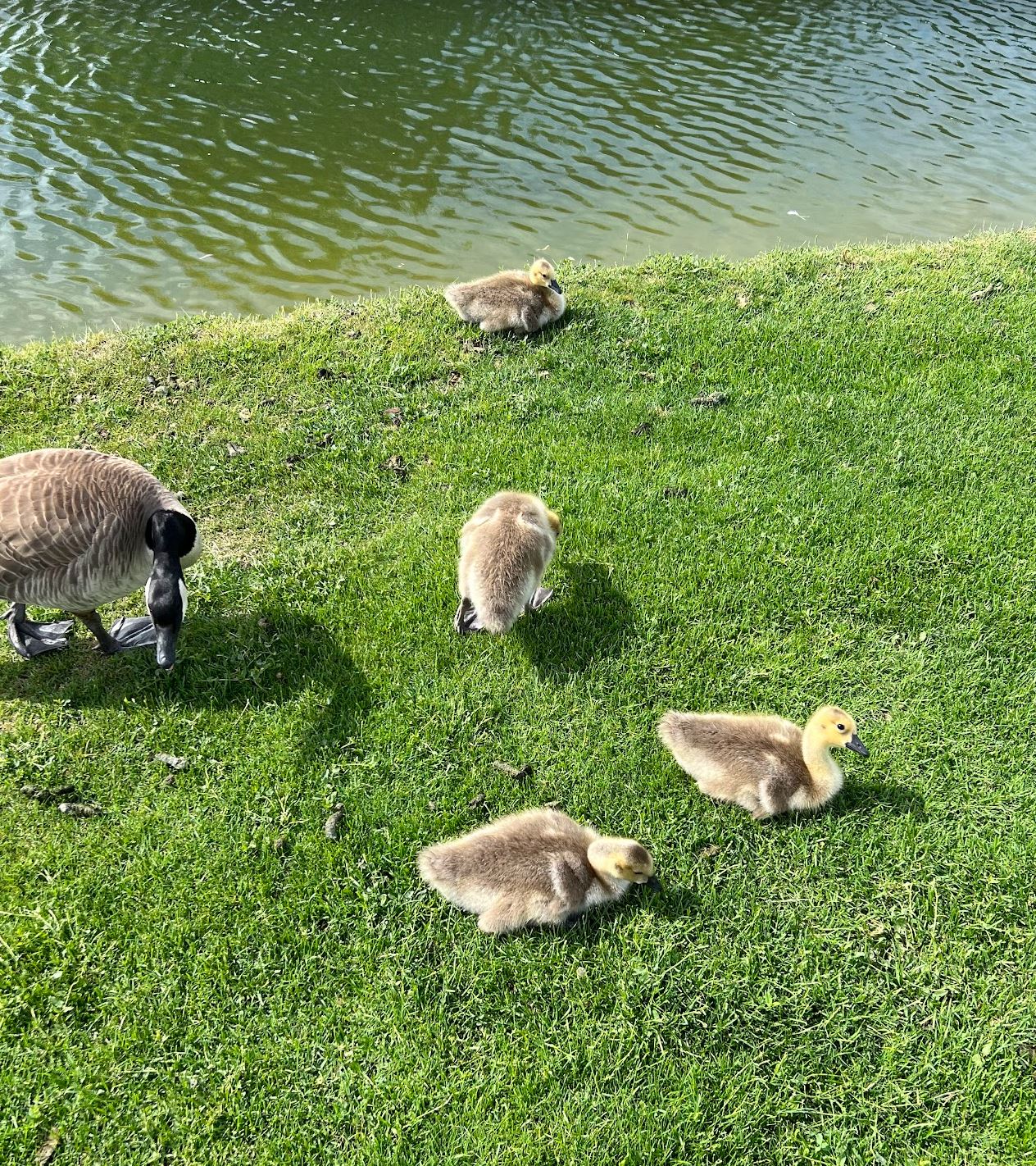 babygeese