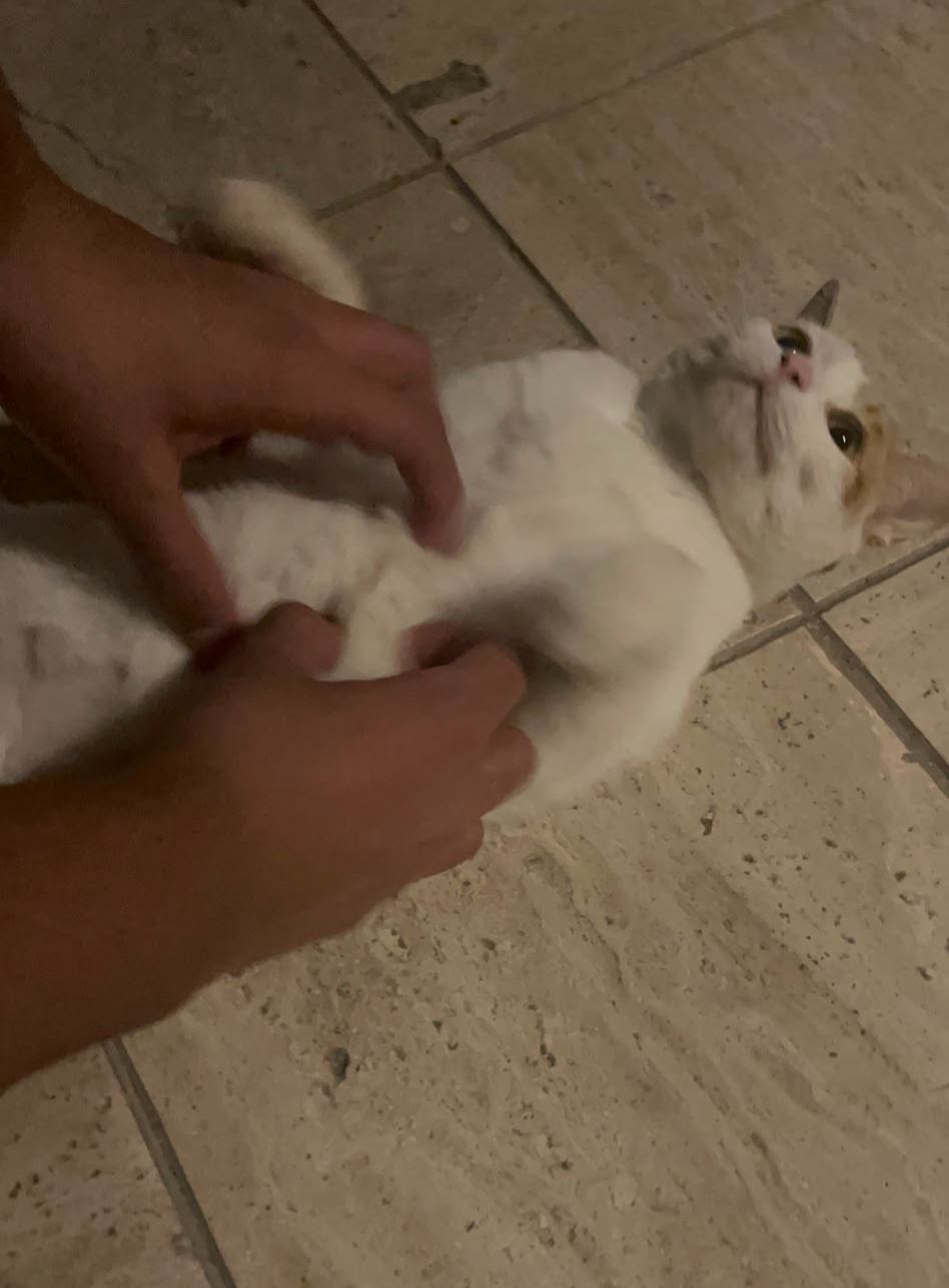 kittybellyrub